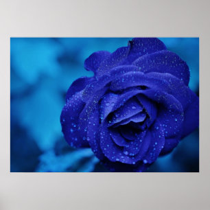 Blue Ro Poster