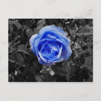 Blue Ro Vykort