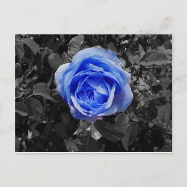 Blue Ro Vykort (Framsida)