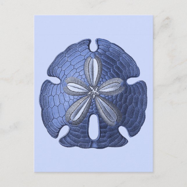 Blue Sand Dollar Vykort (Framsida)