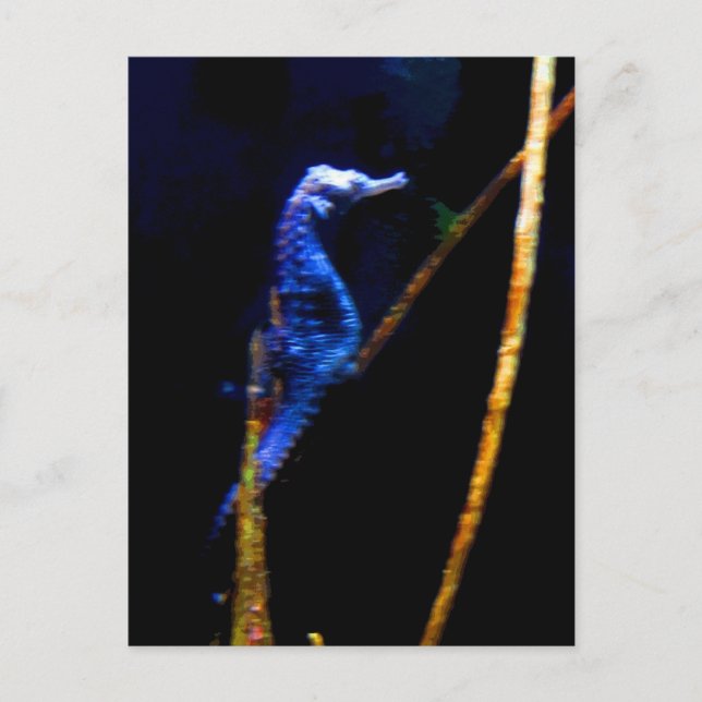 Blue Seahorse CB Vykort (Framsida)