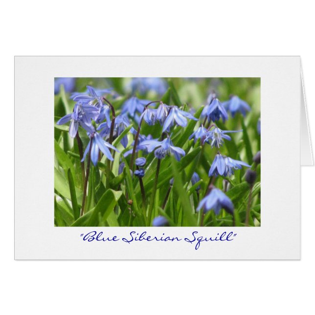 "Blue Siberian Squill" OBS Kort (Framsidan Horizontal)