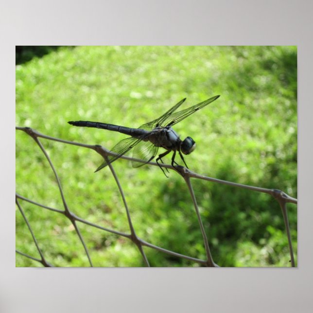 Blue Skimmer Poster (Framsidan)