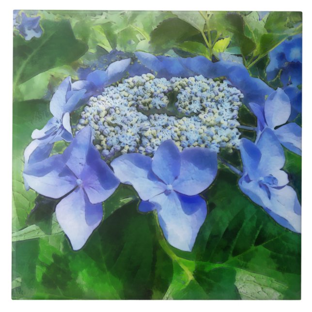 Blue Snöre Cap Hydrangea Låt oss Dance Starlight Kakelplatta (Framsidan)