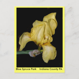 Blue Spruce Park Indiana County PA Vykort