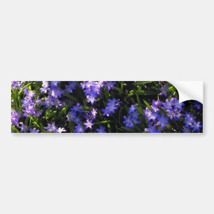 Blue Squill Vår blommor Bildekal