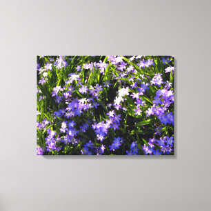 Blue Squill vår blommor Canvastryck