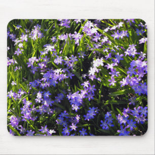 Blue Squill Vår blommor Musmatta