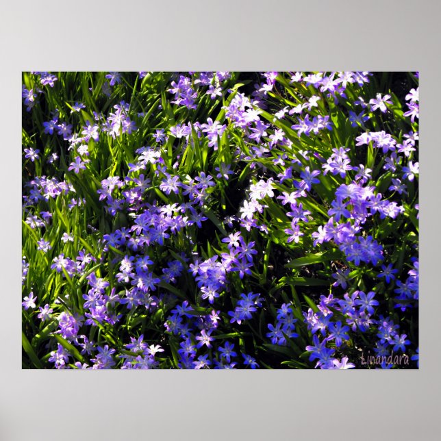 Blue Squill vår blommor Poster (Framsidan)