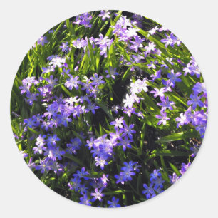 Blue Squill Vår blommor Runt Klistermärke