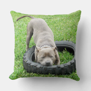 Blue Stafford Bull Terrier Play Time. Kudde