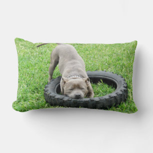 Blue Stafford Bull Terrier Play Time. Lumbarkudde