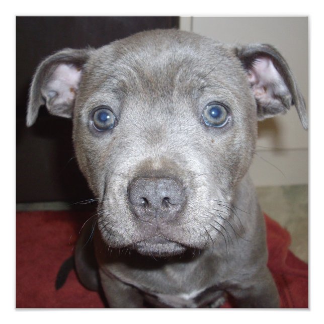 Blue Stafford Bull Terrier Puppy Fototryck (Framsidan)