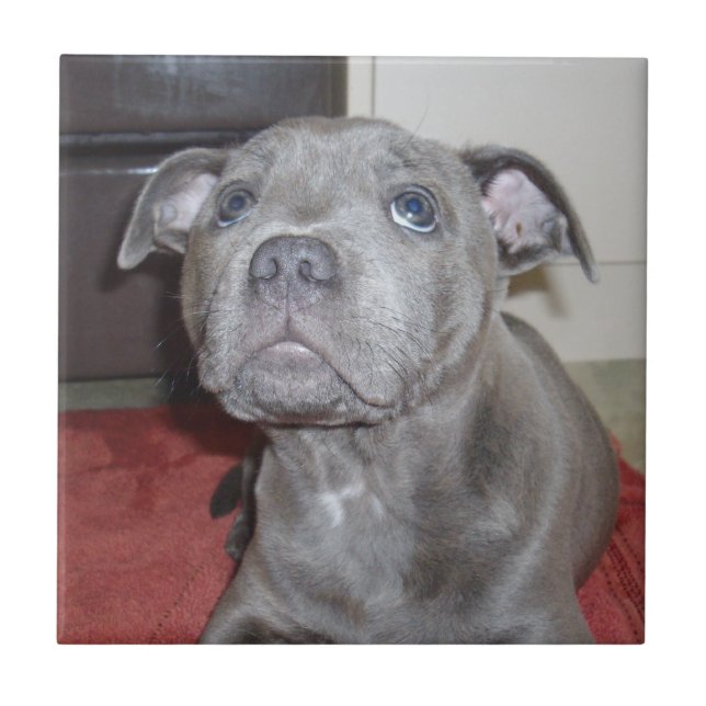 Blue Stafford Bull Terrier Puppy Kakelplatta (Framsidan)
