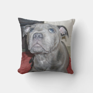 Blue Stafford Bull Terrier Puppy Kudde