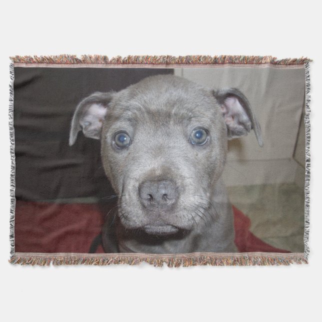Blue Stafford Bull Terrier Puppy Mysfilt (Framsidan)