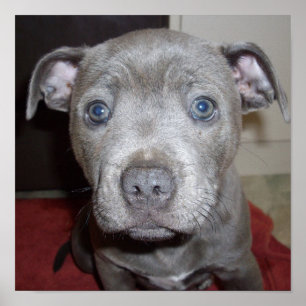 Blue Stafford Bull Terrier Puppy Poster