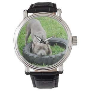 Blue Stviddshire Bull Terrier Play Time Armbandsur