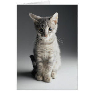 Blue Tabby Kitten Hälsningskort