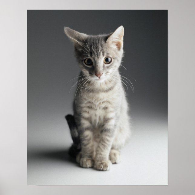 Blue Tabby Kitten Poster (Framsidan)
