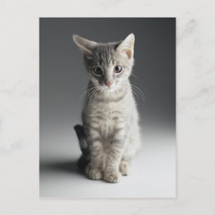 Blue Tabby Kitten Vykort