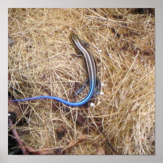 Blue Tails Skink Poster