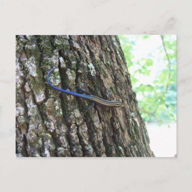 Blue Tails Skink Vykort (Framsida)