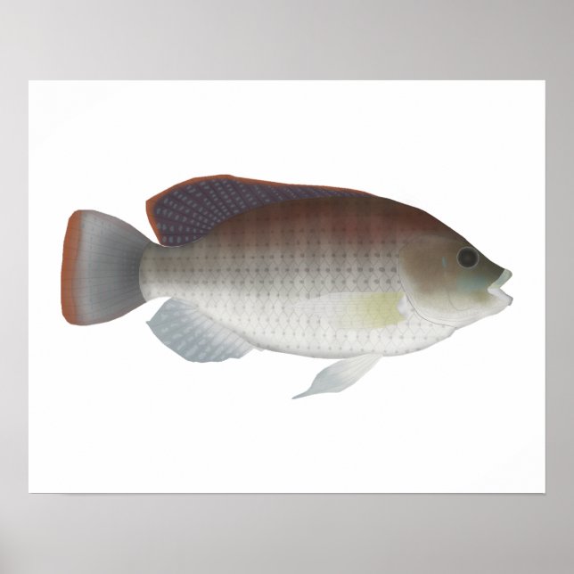 Blue Talipia Poster (Framsidan)