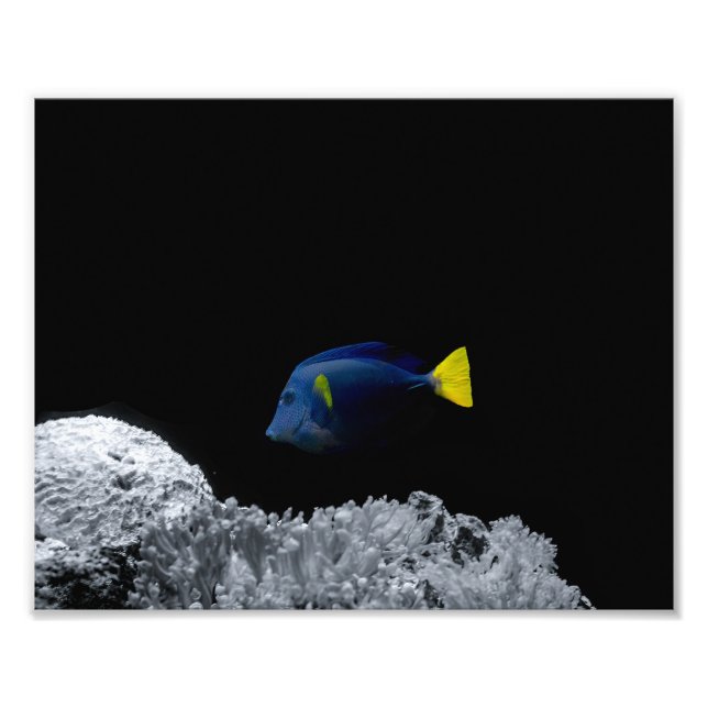 Blue Tang Fish Fototryck (Framsidan)