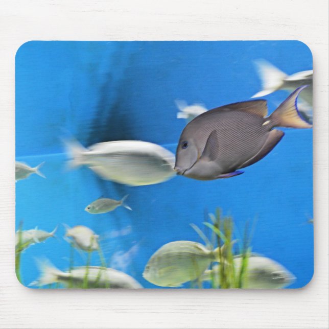 Blue Tang Fish Mousepad Musmatta (Framsidan)