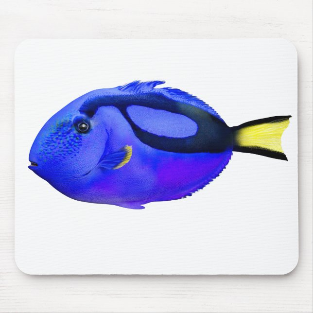 Blue Tang Saltwater Fish Musmatta (Framsidan)