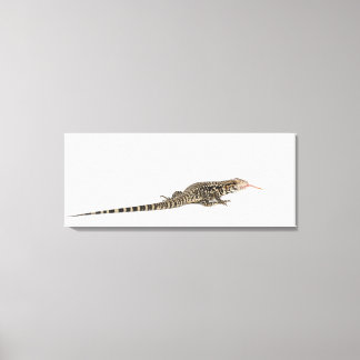 Blue tegu - Tupinambis merianae Canvastryck