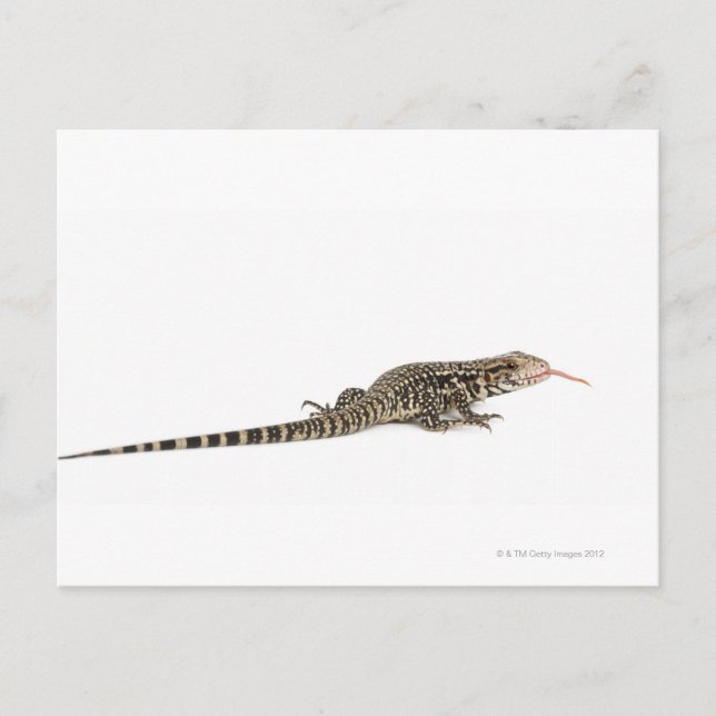 Blue tegu - Tupinambis merianae Vykort (Framsida)
