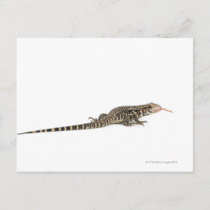 Blue tegu - Tupinambis merianae Vykort