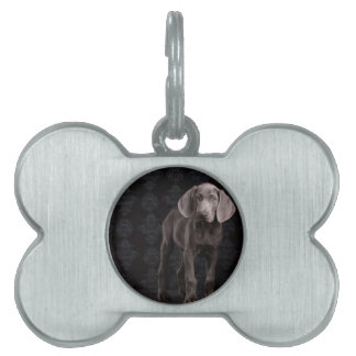 Blue the Weimaraner Puppy Namnbricka Husdjur