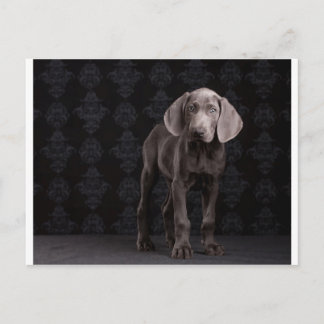 Blue the Weimaraner Puppy Vykort