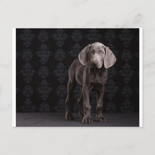 Blue the Weimaraner Puppy Vykort (Framsida)
