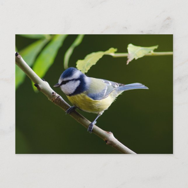 Blue Tit på hösten Vykort (Framsida)