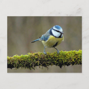 Blue Titbird Vykort