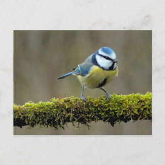 Blue Titbird Vykort