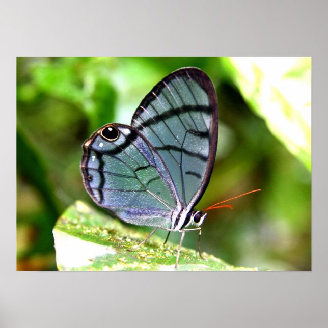 Blue Transparent fjäril, Costa Rica Poster (Framsidan)