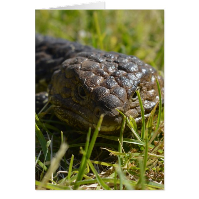 Blue Tunga Lizard Up Close Hälsningskort (Framsidan)