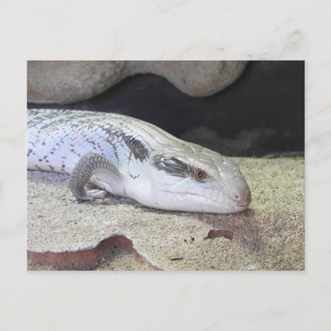 Blue Tunga Vykort (Framsida)