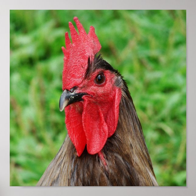 Blue Tupp Poster (Framsidan)