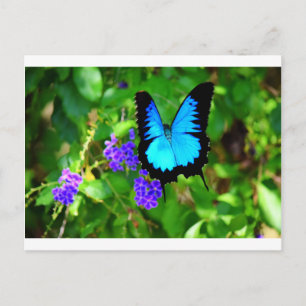 BLUE ULYSSES BUTTERFLY QUEENSLAND AUSTRALIA VYKORT