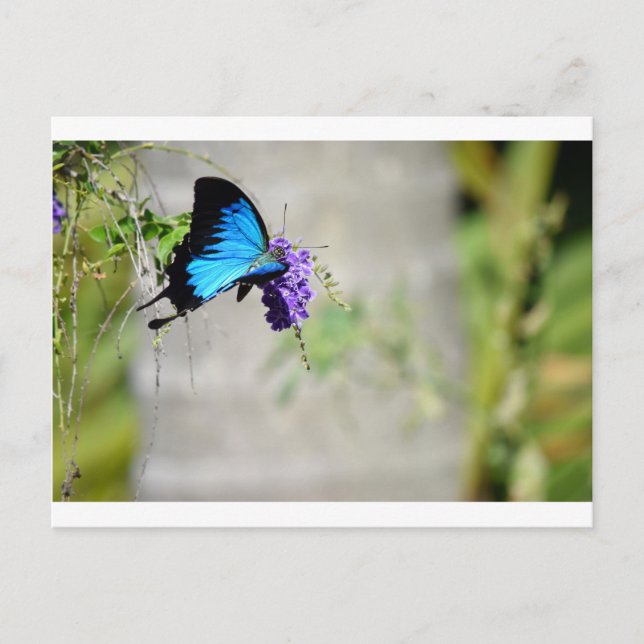 BLUE ULYSSES BUTTERFLY RURAL QUEENSLAND AUSTRALIA VYKORT (Framsida)