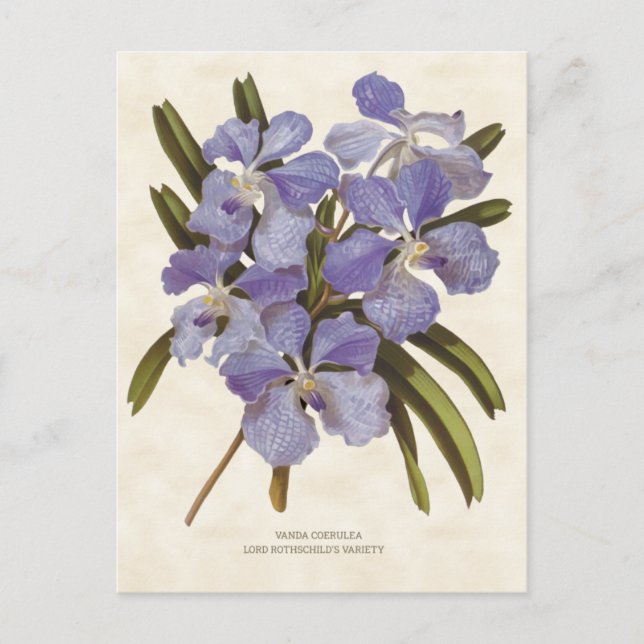 Blue Vanda Orchid Vintage Botanical Vykort (Framsida)