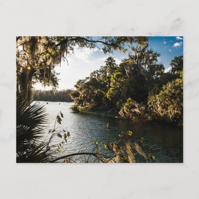 Blue Vår State Park, Florida Vykort (Framsida)