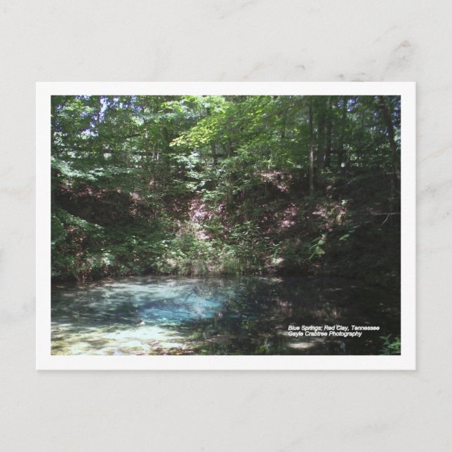 Blue Vår vid Red Clay, Tennessee Vykort (Framsida)