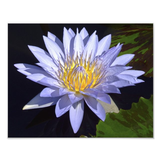 Blue Vatten Lily 14-tums x 11-tums fotoutskrift Fototryck (Framsidan)